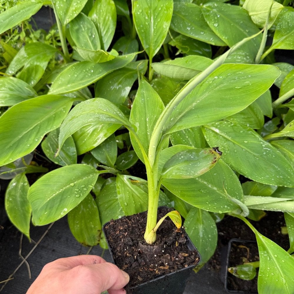 Musa kandarien bananenplant, Ophalen of Verzenden, Overige soorten, Volle zon
