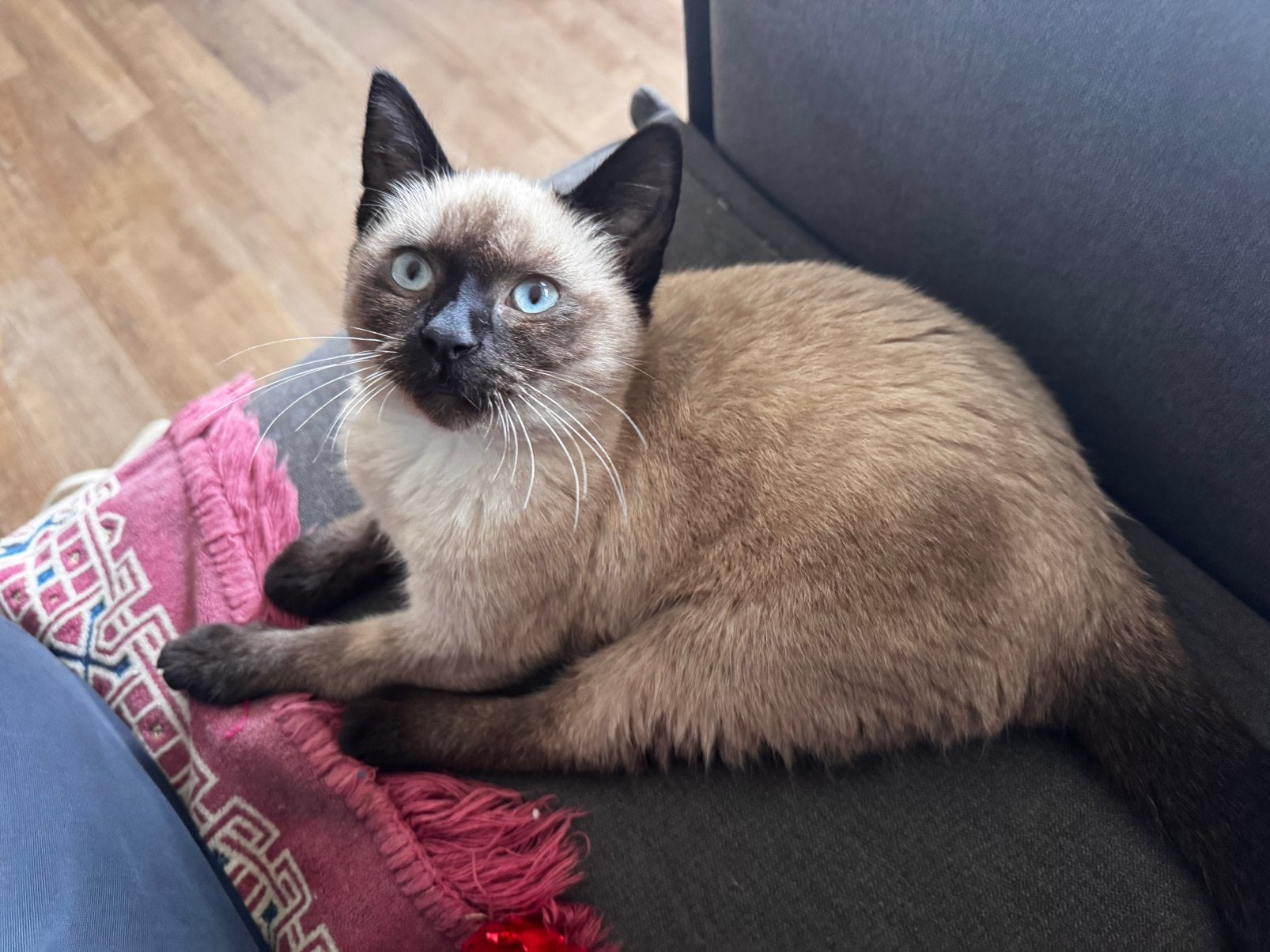 Half ragdoll kitten, Poes