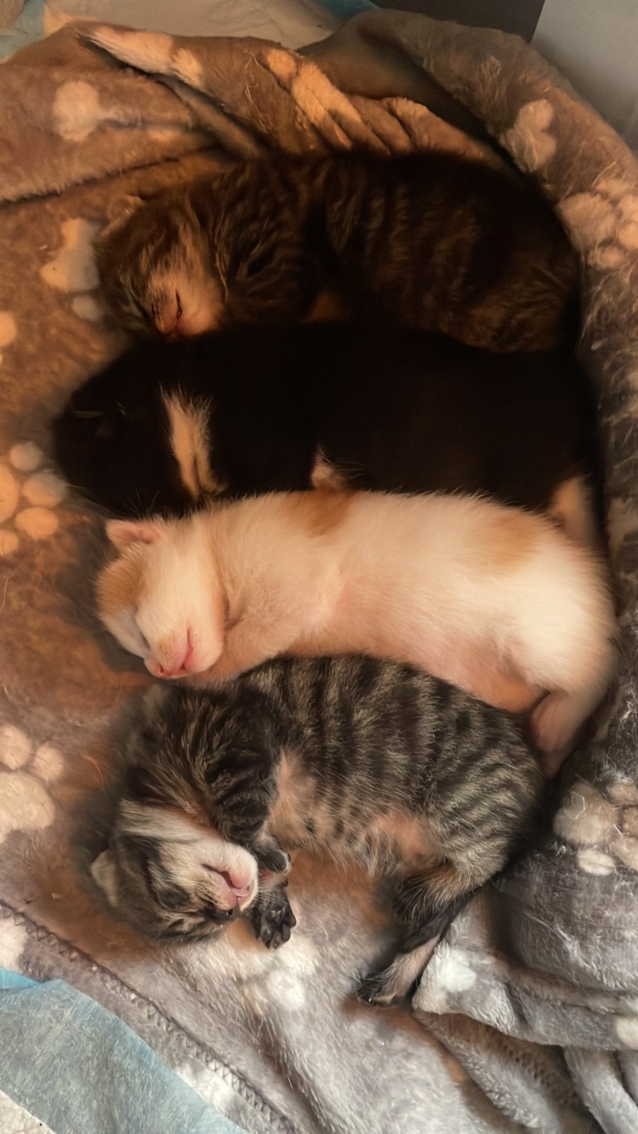 Vier lieve kittens zoeken hun gouden mandje, Meerdere dieren, Kortharig, 0 tot 2 jaar