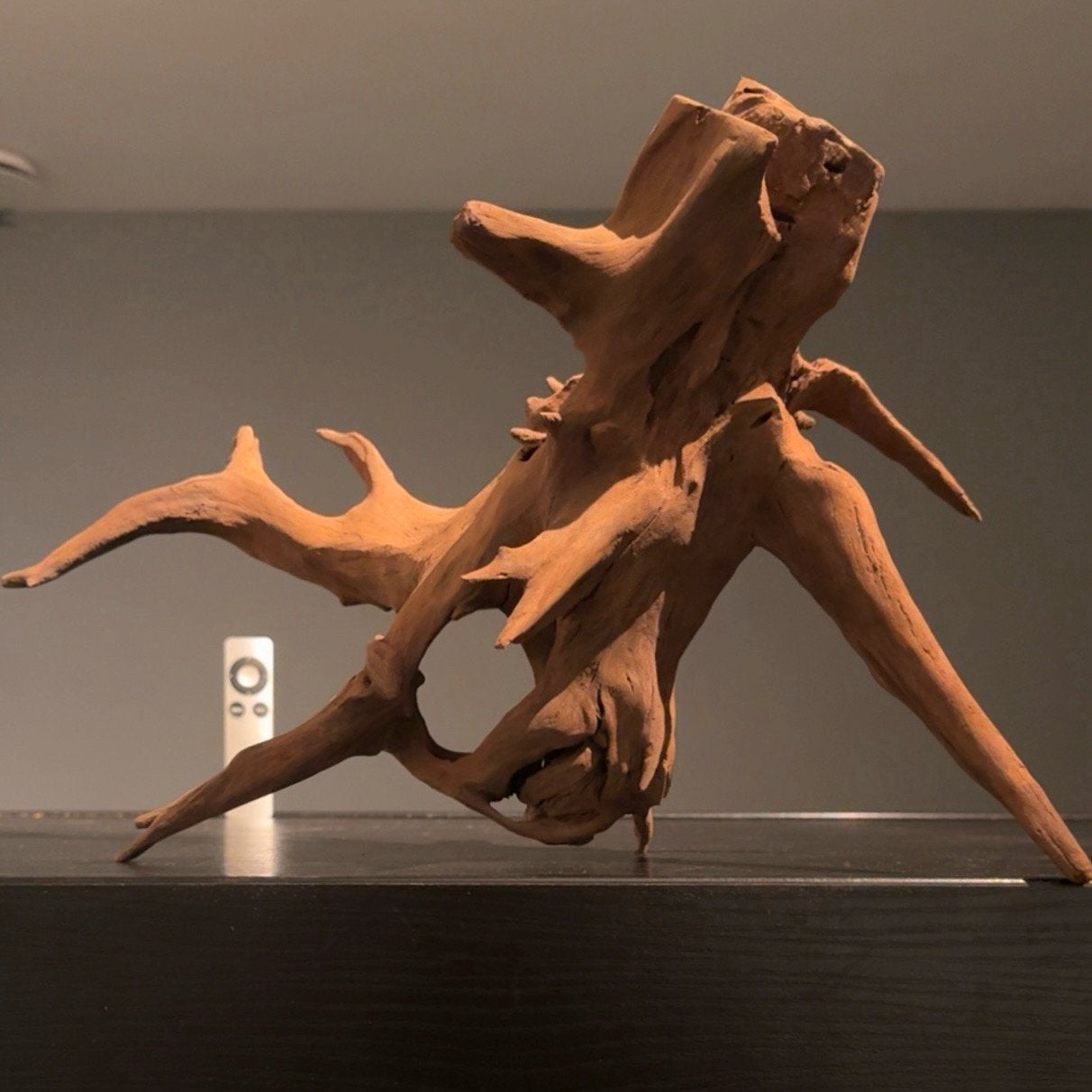 Uniek stuk Corboroot Kienhout / Spiderwood, Hout Decoratie, Ophalen of Verzenden, Plant(en), Steen of Hout