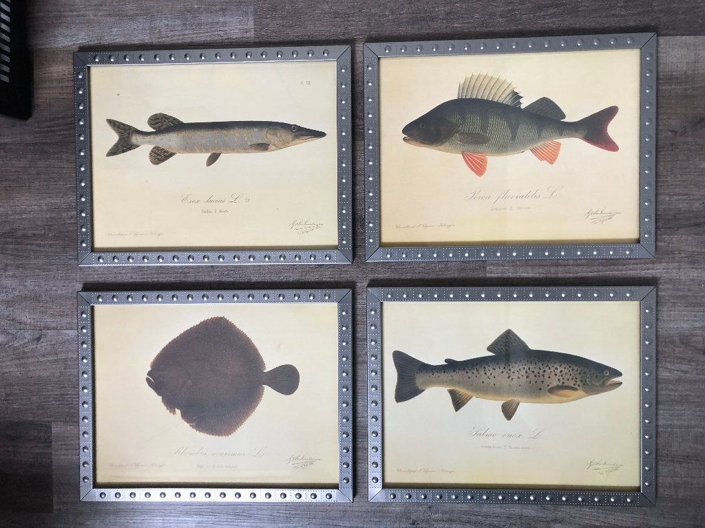 Set van 4 reproducties vissen in industriele lijst, Antiek en Kunst, Ophalen of Verzenden, Realistisch, Achter glas, Dieren