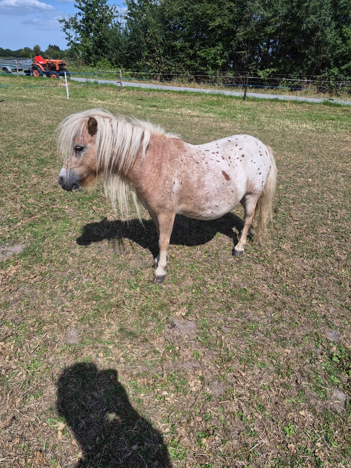 shetlander merrie,s, Merrie