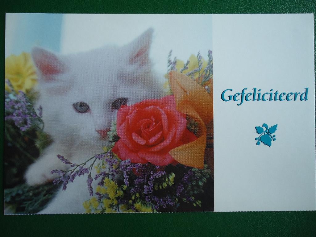 (1204) Dierenkaart: POES, Verzenden, 1980 tot heden, Ongelopen, Hond of Kat