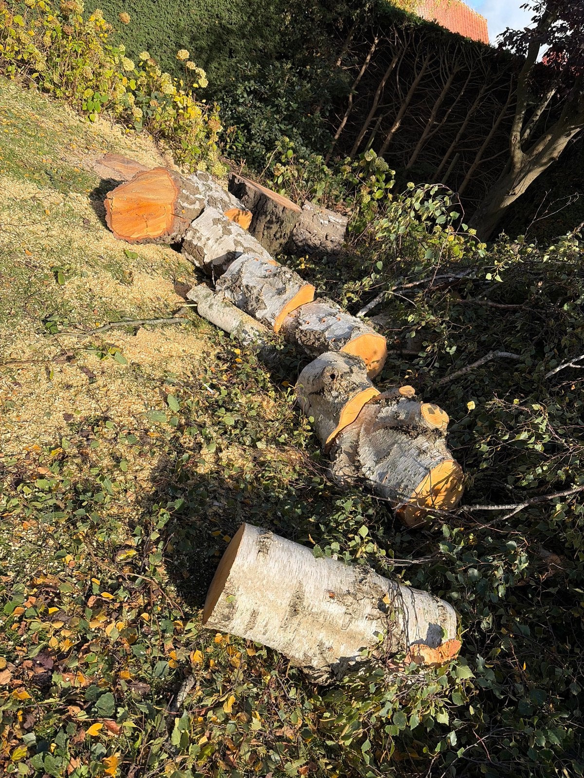 3 Grote boomstammen voor haardhout - Goudswaard, Minder dan 3 m³, Ophalen of Verzenden, Overige houtsoorten, Stammen