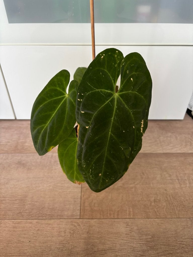 Anthurium dark phoenix x self, Ophalen of Verzenden, Halfschaduw, Minder dan 100 cm