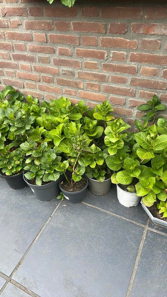 Hortensia, Tuin en Terras, Planten | Tuinplanten, Ophalen of Verzenden