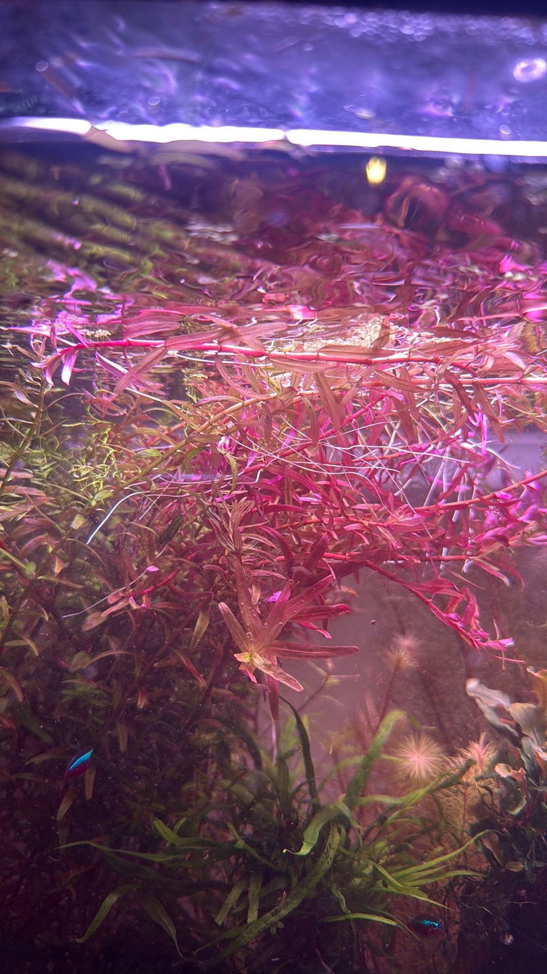 Kleine stekjes aquarium planten, Vis, Zoetwatervis
