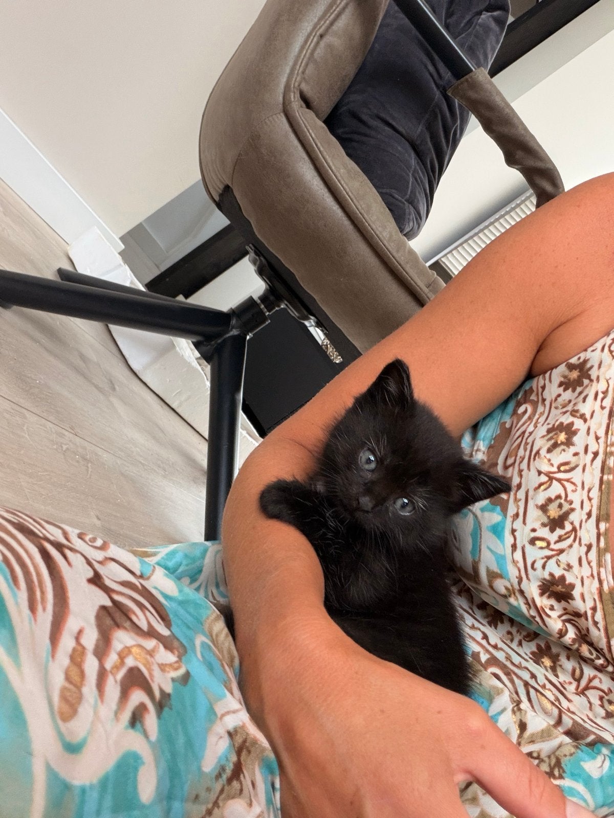 Britse korthaar x noorsebos 28/8 naar zijn nieuwe huisje, Kater