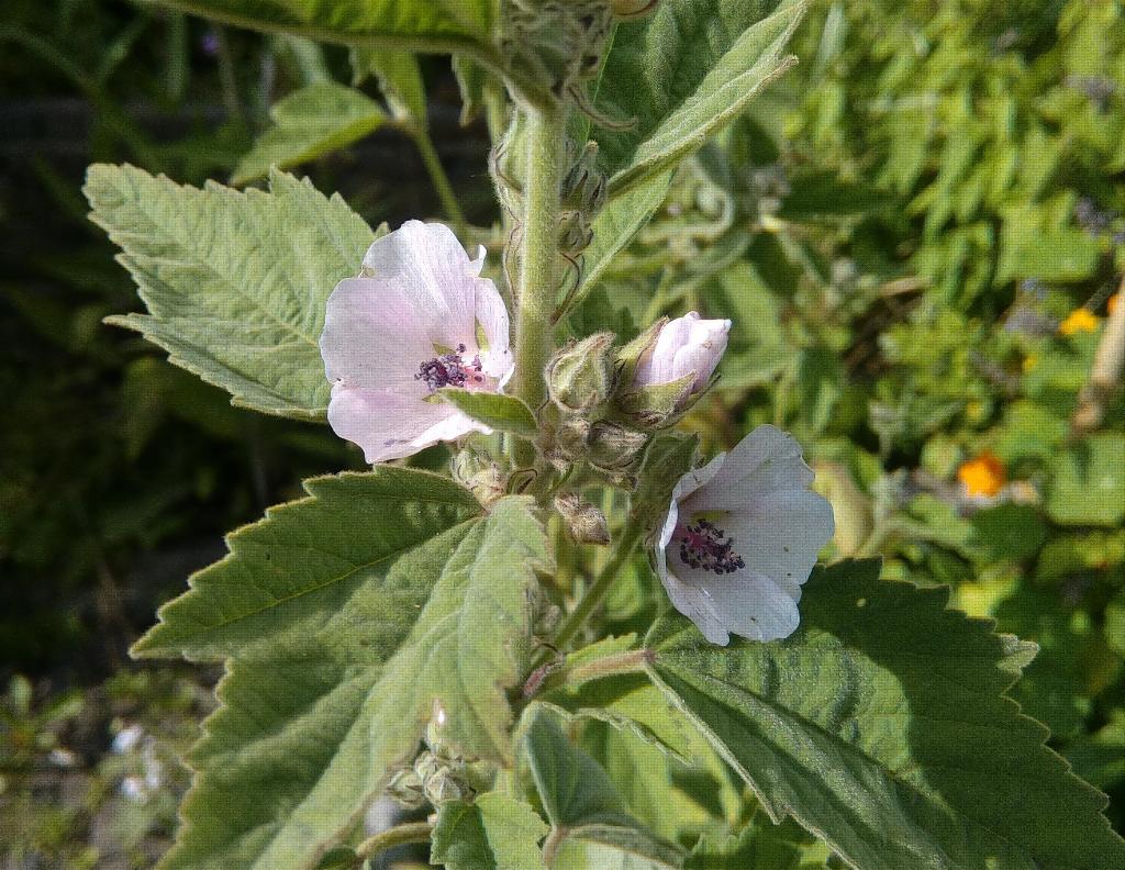 Tuin = Plant MJ = Althaea - Echte Heemst - Inheems, Ophalen, Vaste plant, Overige soorten, Volle zon