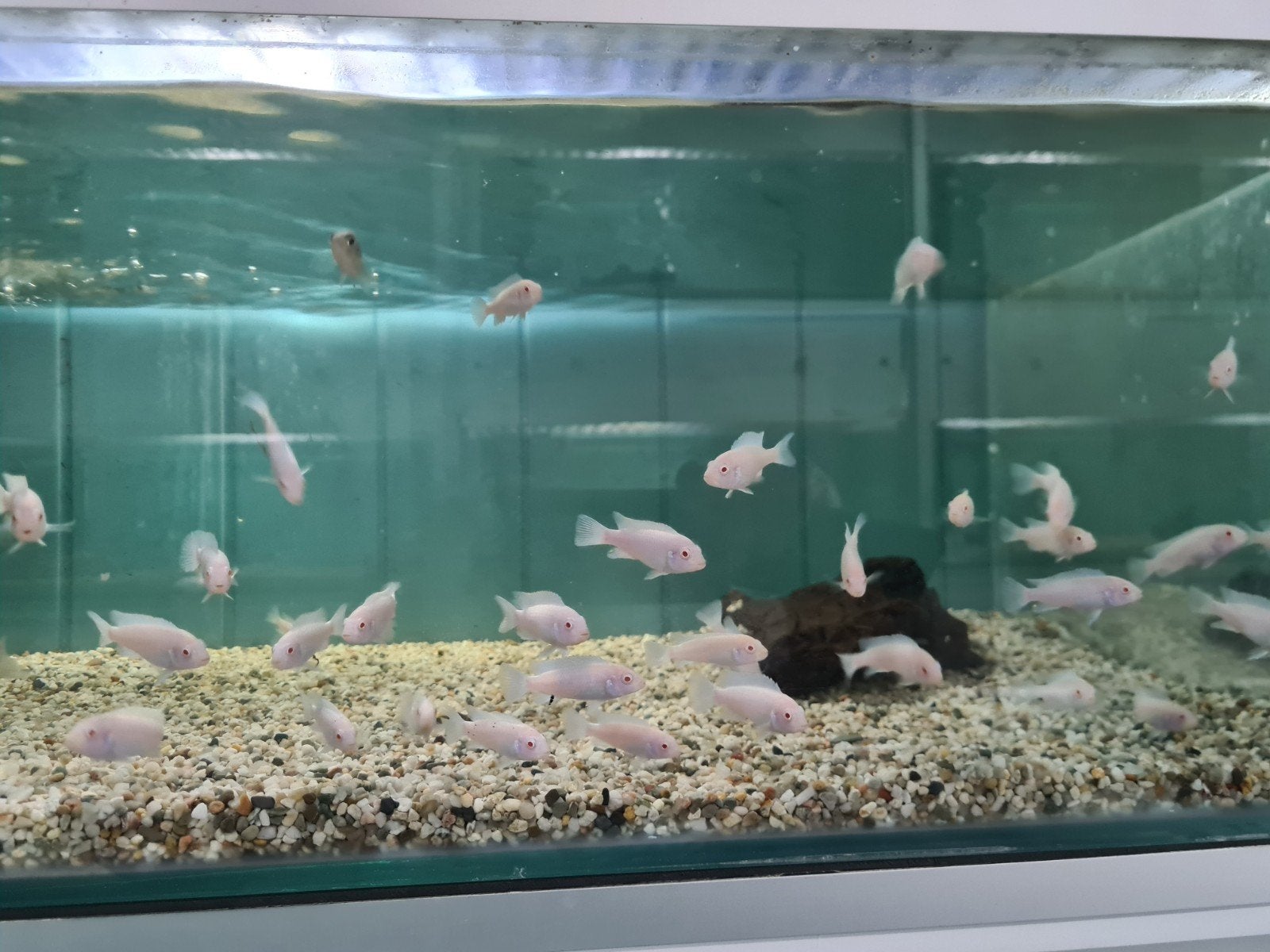 Pseudotropheus Socolofi Albino Malawi Cichliden, Dieren en Toebehoren, Vis, Zoetwatervis
