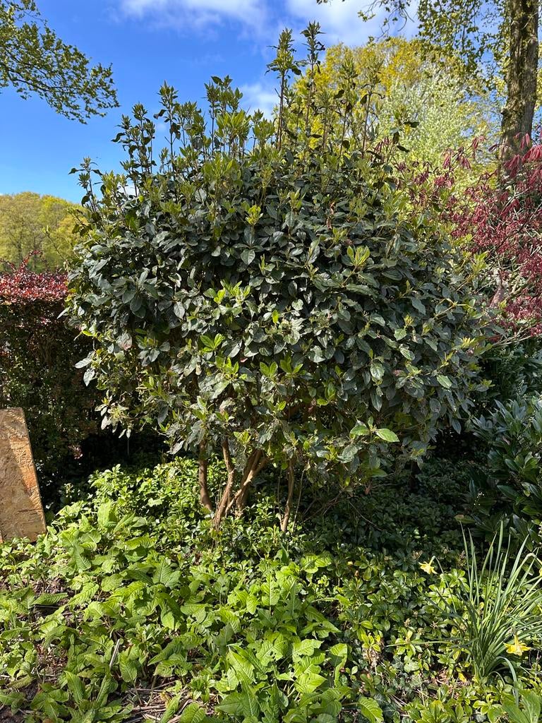 Viburnum tinus meerstammig struik bol vorm groene heester, Vaste plant, Halfschaduw, Herfst, Ophalen