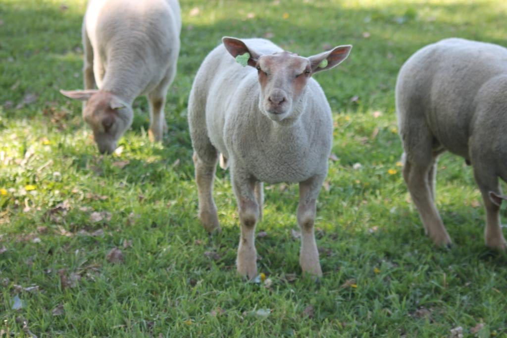Charollais ooilammeren en ramlammeren, Dieren en Toebehoren, Schapen, Geiten en Varkens, Meerdere dieren, Schaap, 0 tot 2 jaar