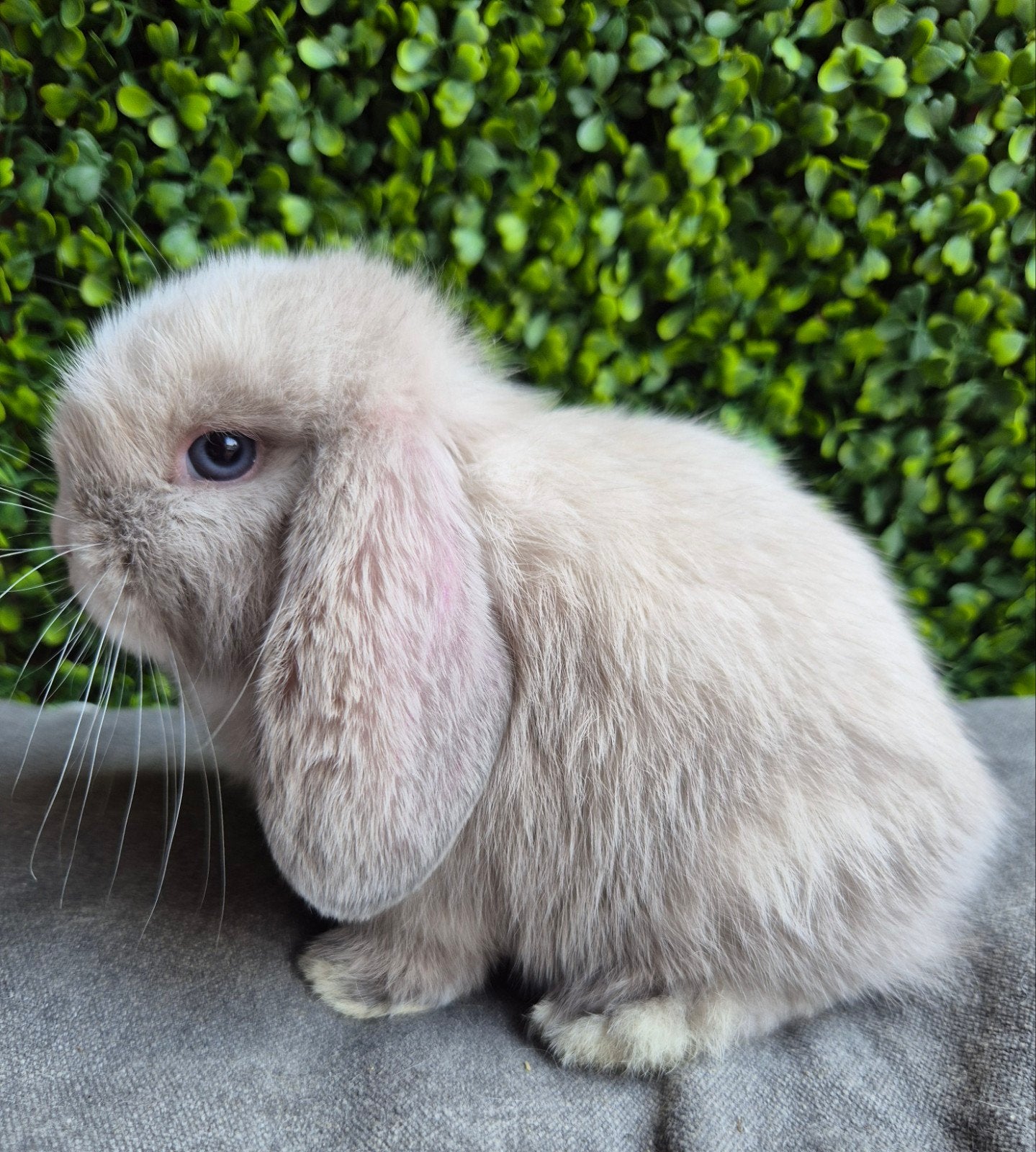 Jong NHD konijntje. Blauwoog., Dieren en Toebehoren, Konijnen, Mannelijk, Dwerg, Hangoor, 0 tot 2 jaar