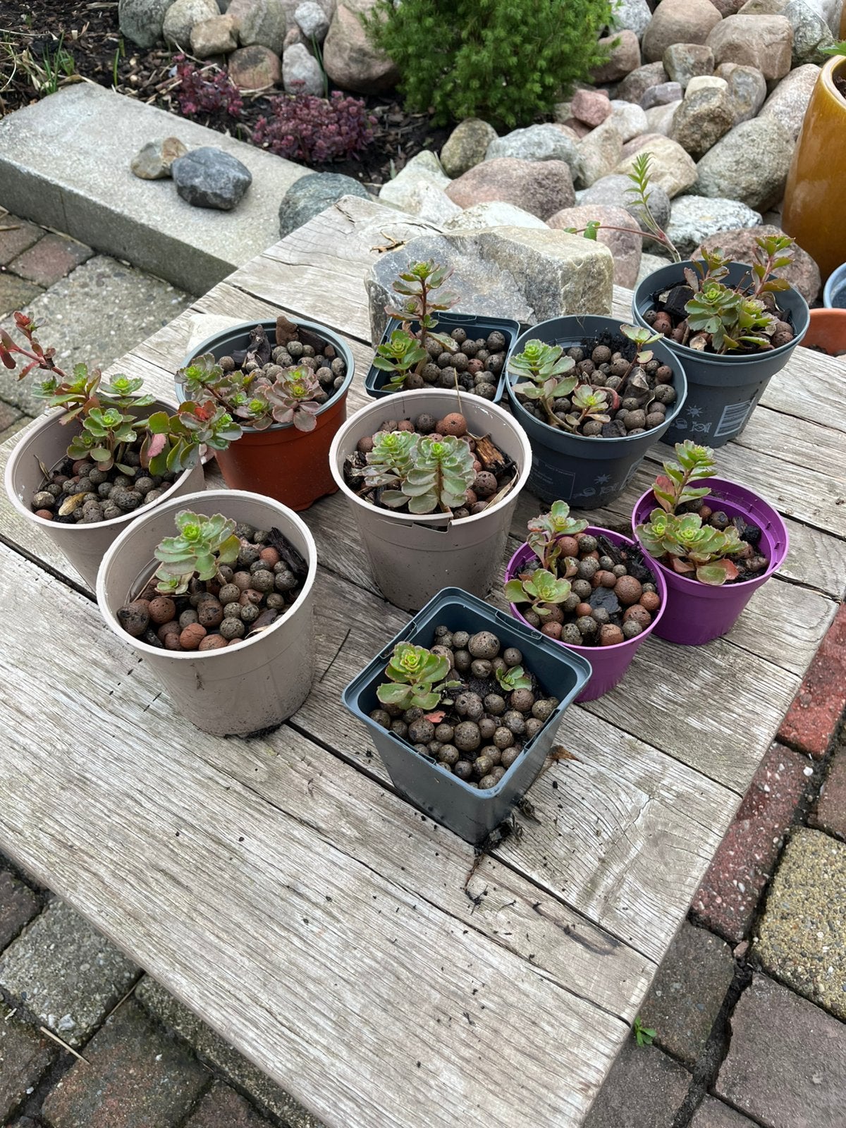 Vetplantjes ~ gestekt, Ophalen, Overige soorten, Volle zon