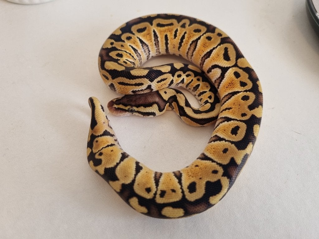 0.1 pastel special het clown koningspython python regius Ball Python photo 2