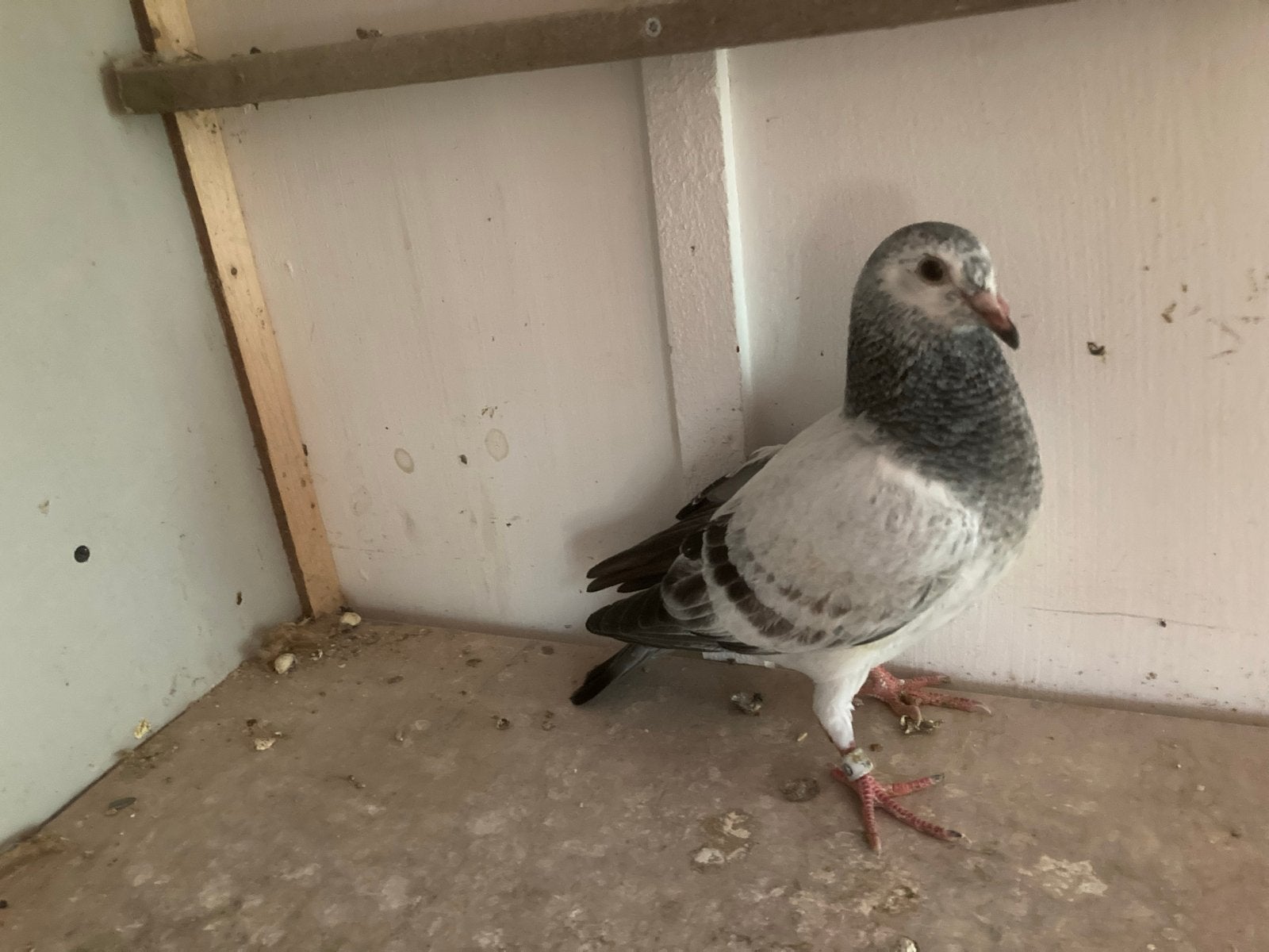 Postduif vraag:, Dieren en Toebehoren, Vogels | Duiven, Postduif