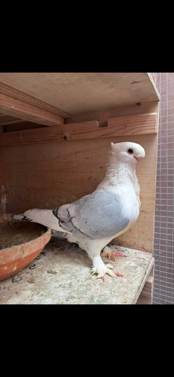 1 koppel oosterse meeuwen, Dieren en Toebehoren, Vogels | Duiven