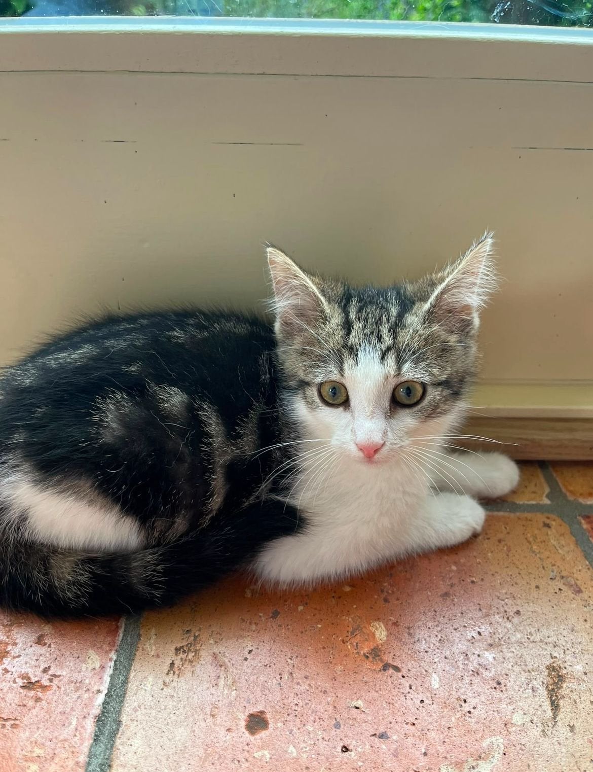 Lieve tamme boerderij kitten te koop!, Dieren en Toebehoren, Kater