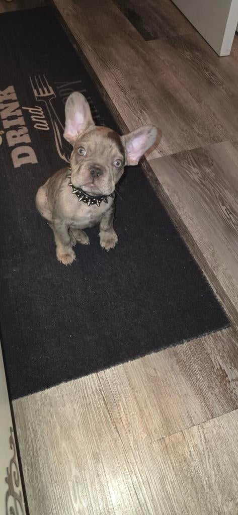 Tekoop lieve fransebulldog merle  met lichte ogen, Dieren en Toebehoren, Honden | Bulldogs, Pinschers en Molossers, Reu, 8 tot 15 weken