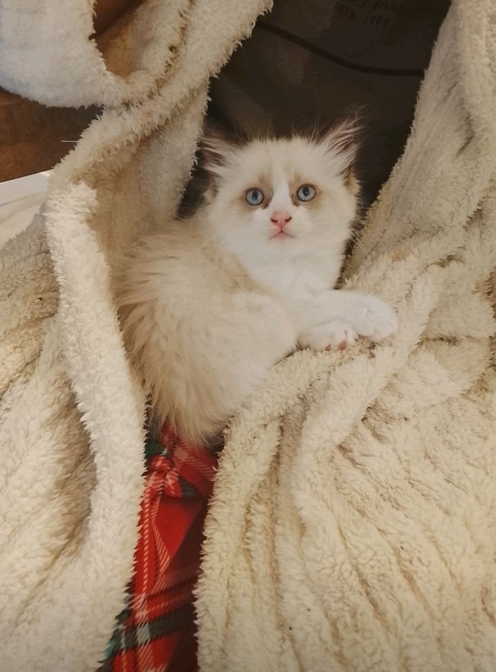 Prachtige Ragdoll kittens  ️, Meerdere dieren, Ontwormd, 0 tot 2 jaar