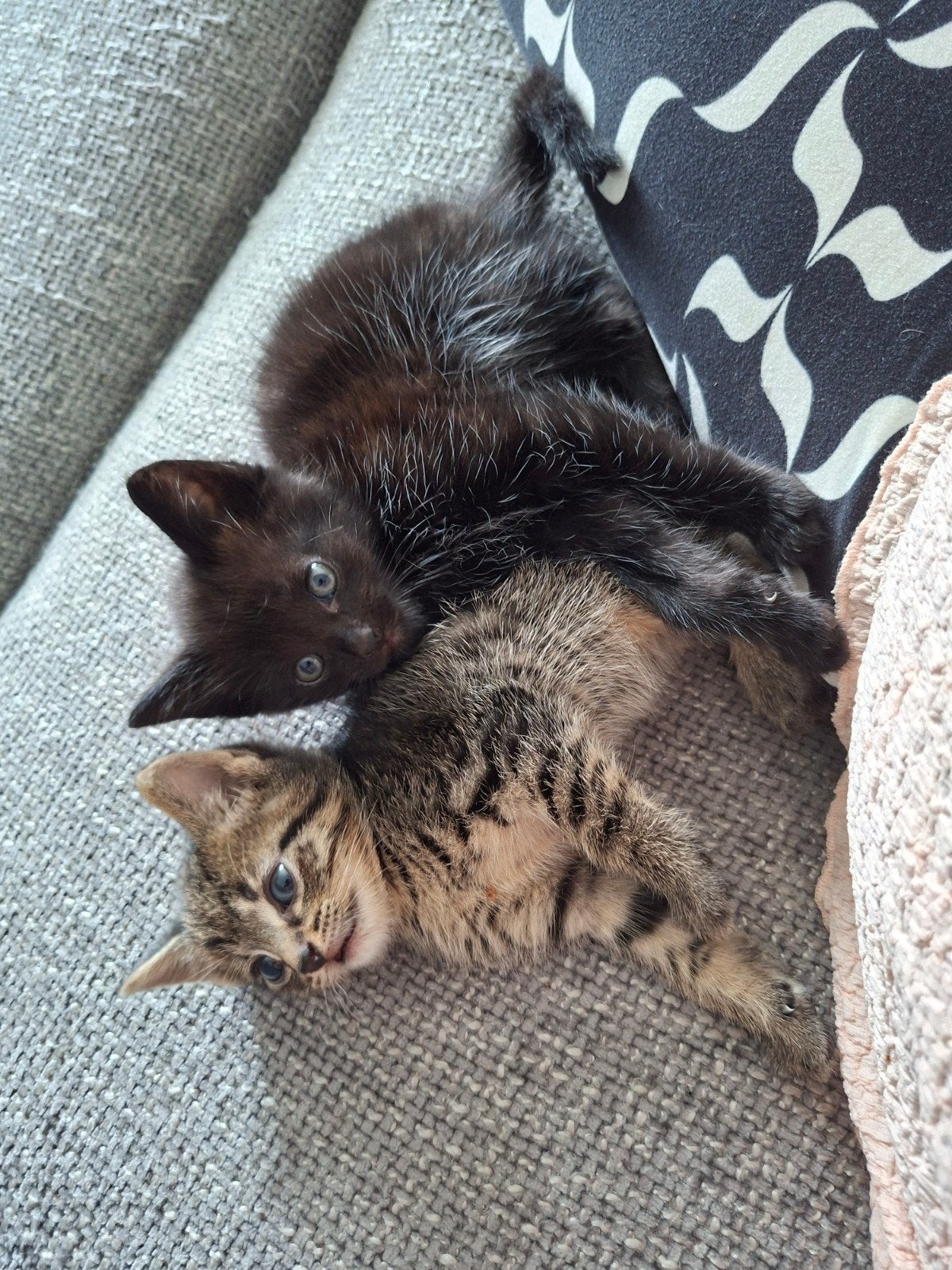 kittens, Poes, 0 tot 2 jaar