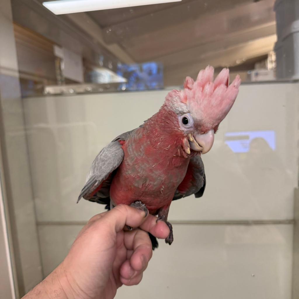 Roze Kakatoe Tamme Baby, Meerdere dieren, Papegaai, Pratend