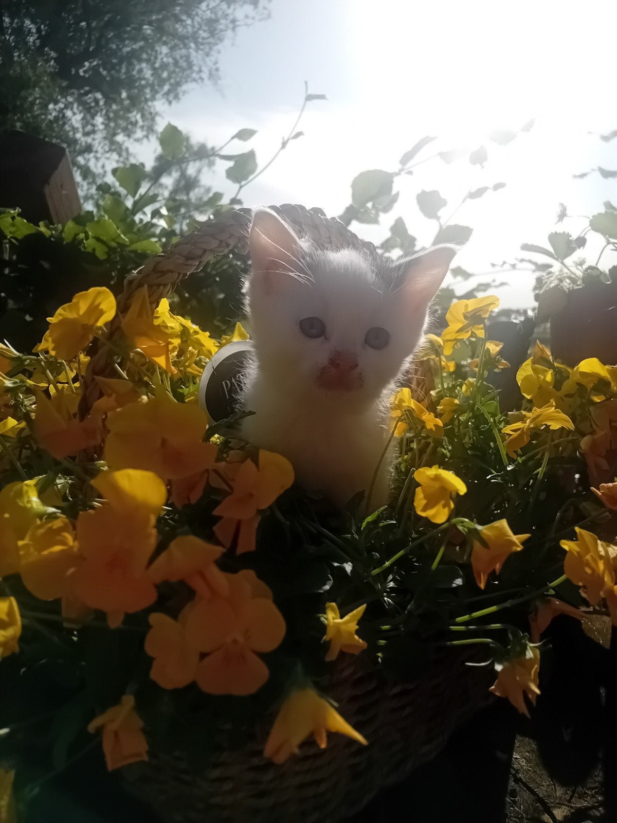 Lieve kittens, Ophalen