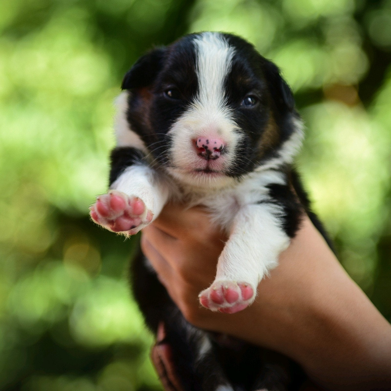 Australian shepherd kruising bordercollie pups te koop, 8 tot 15 weken, Meerdere, Meerdere dieren, Herder
