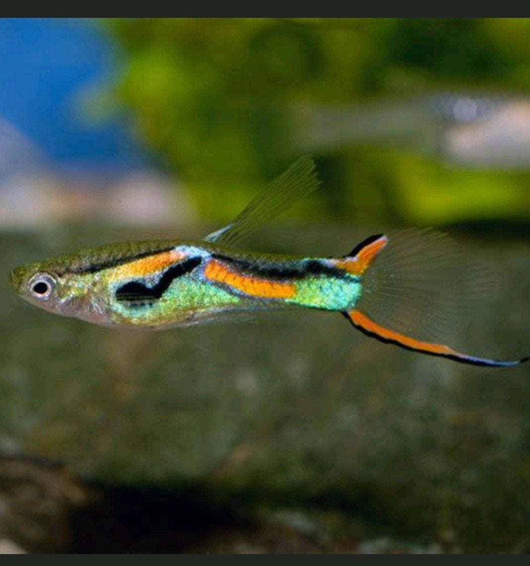 gratis endler guppy mannetje