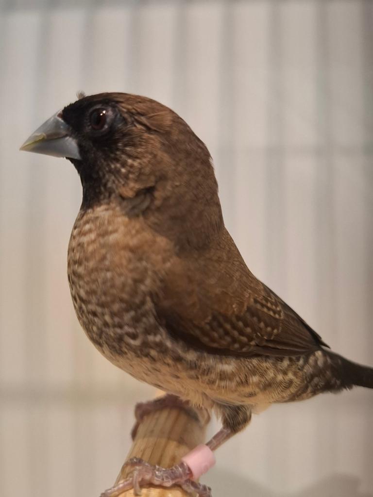 Koppel Japanse meeuw +1 jong., Meerdere dieren, Tropenvogel