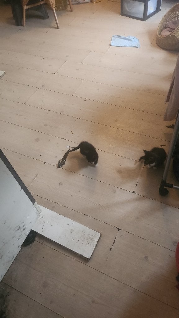 Kittens 2 maand. 50euro bieden., Meerdere dieren