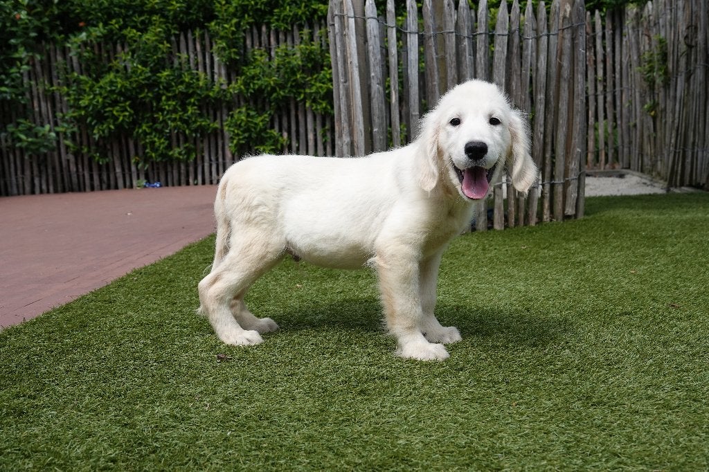 Prachtige Golden Retriever pup, met stamboom, Golden retriever, België, Parvo, 15 weken tot 1 jaar