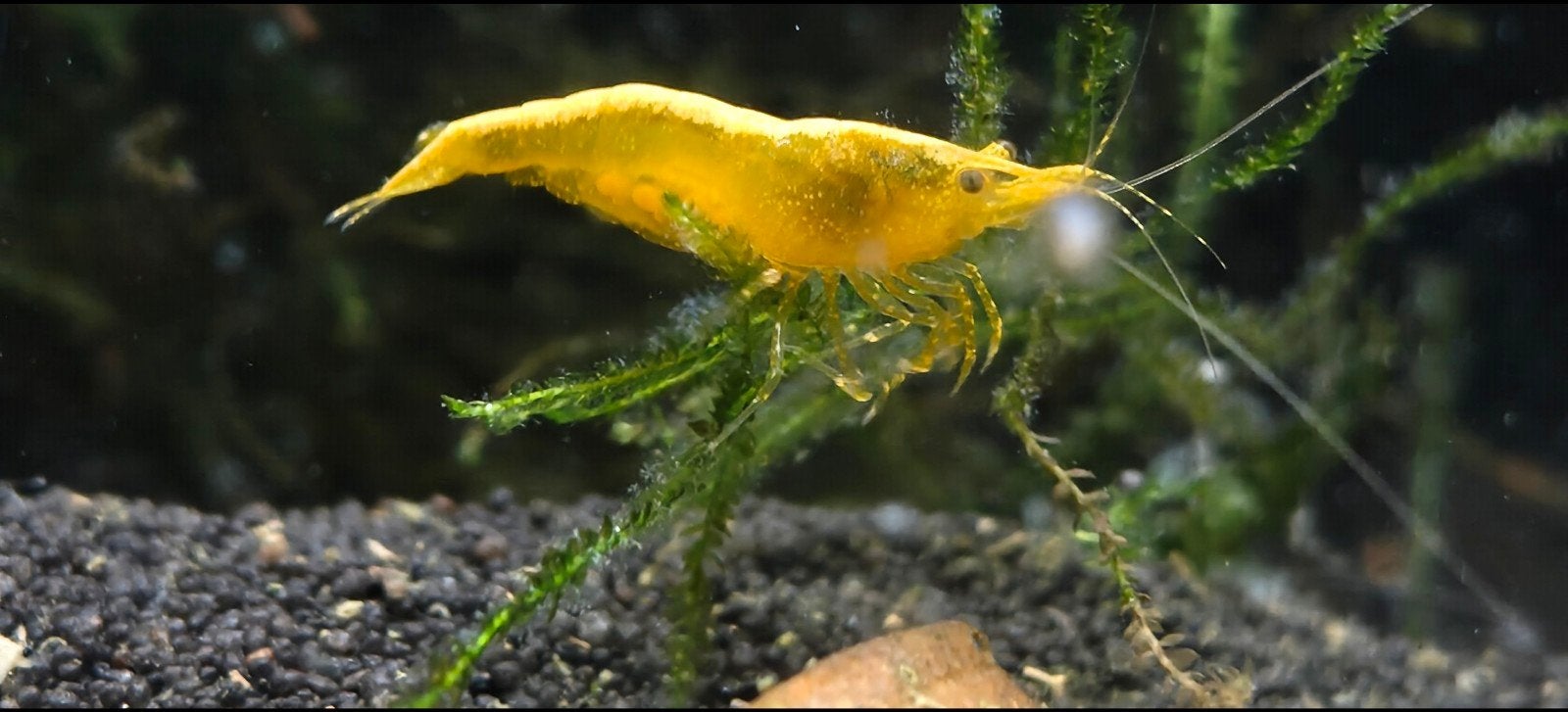 Yellow Backstripe High Grade - Eigen kweek, Dieren en Toebehoren, Kreeft, Krab of Garnaal