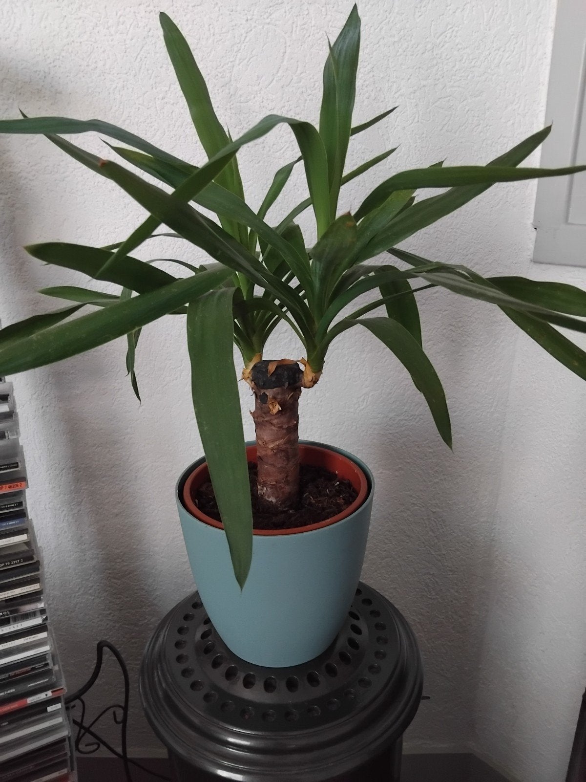 2 PLANTEN MET DEZELFDE POTTEN., Ophalen, In pot, Halfschaduw, Minder dan 100 cm