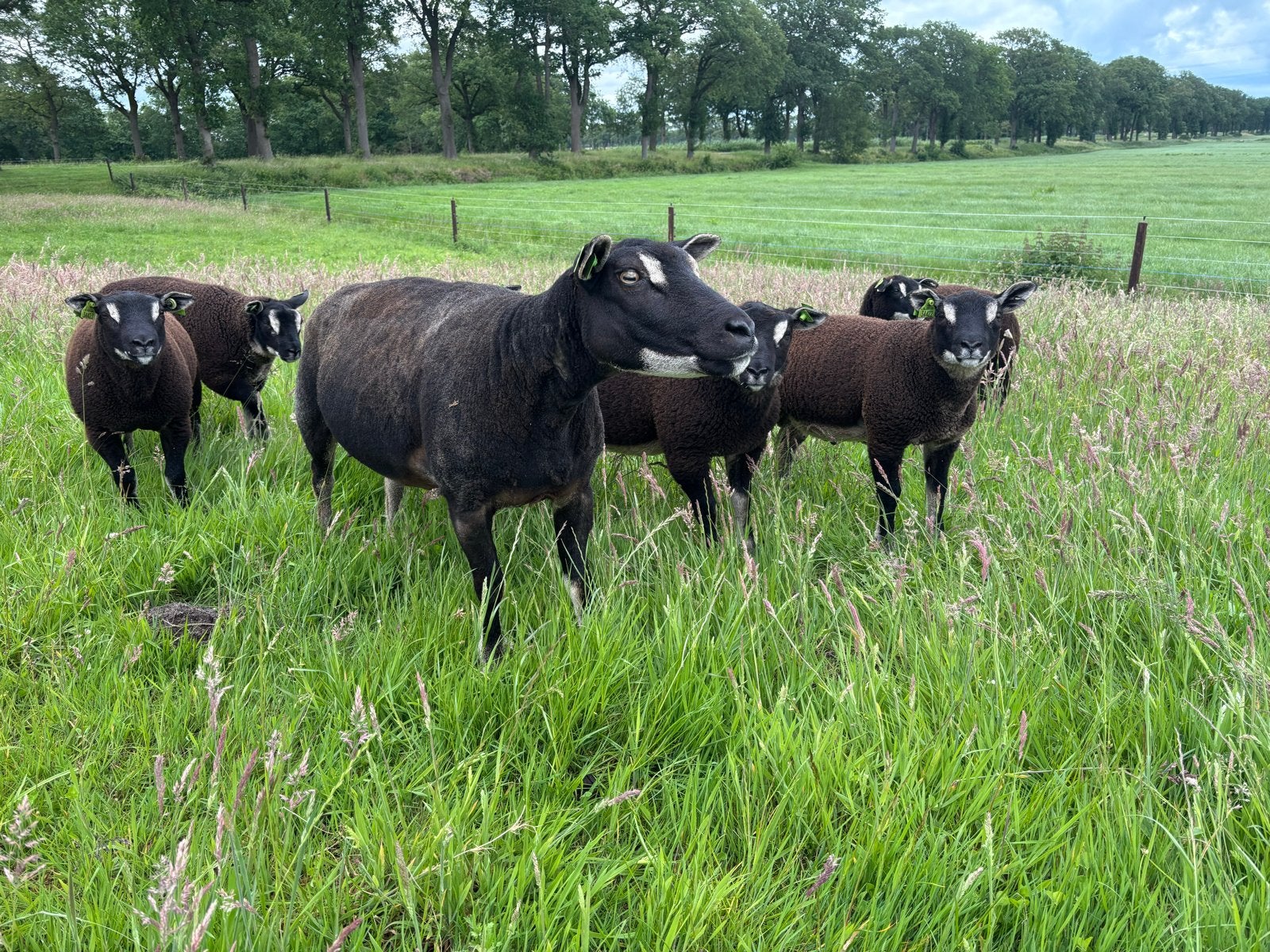 Schapen en lammeren stamboek, Dieren en Toebehoren, Schapen, Geiten en Varkens, Meerdere dieren, Schaap