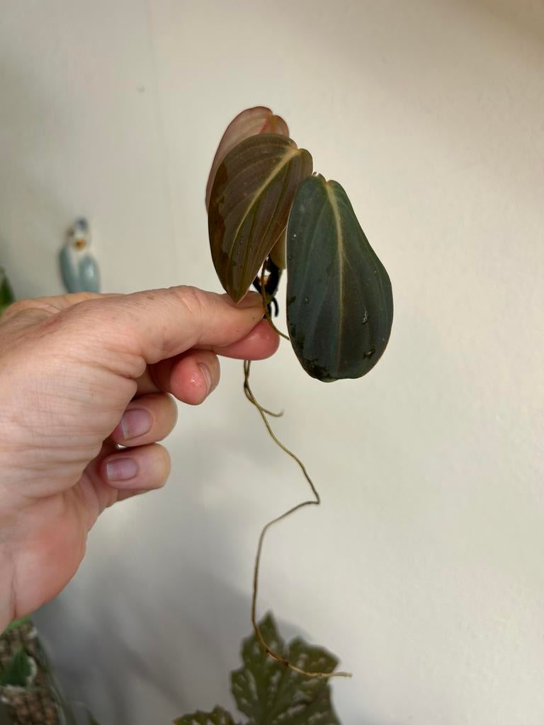 Philodendron gigas, gewortelde stekken, zie advertentie, Ophalen of Verzenden, Halfschaduw, Minder dan 100 cm