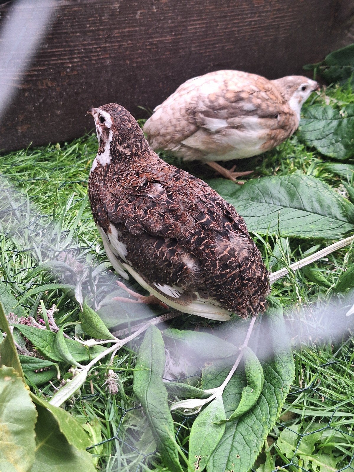 2 japanse celadon kwartel haantjes, Dieren en Toebehoren, Mannelijk