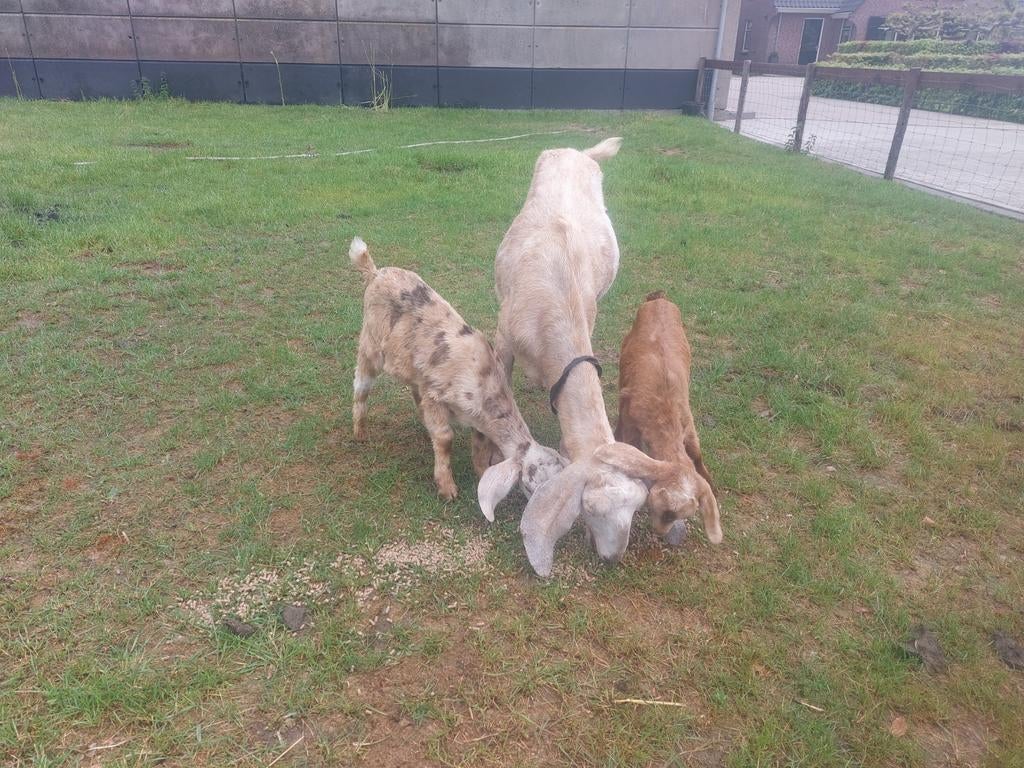 Prachtige nubische geitenbok, Dieren en Toebehoren, Schapen, Geiten en Varkens, Mannelijk, Geit
