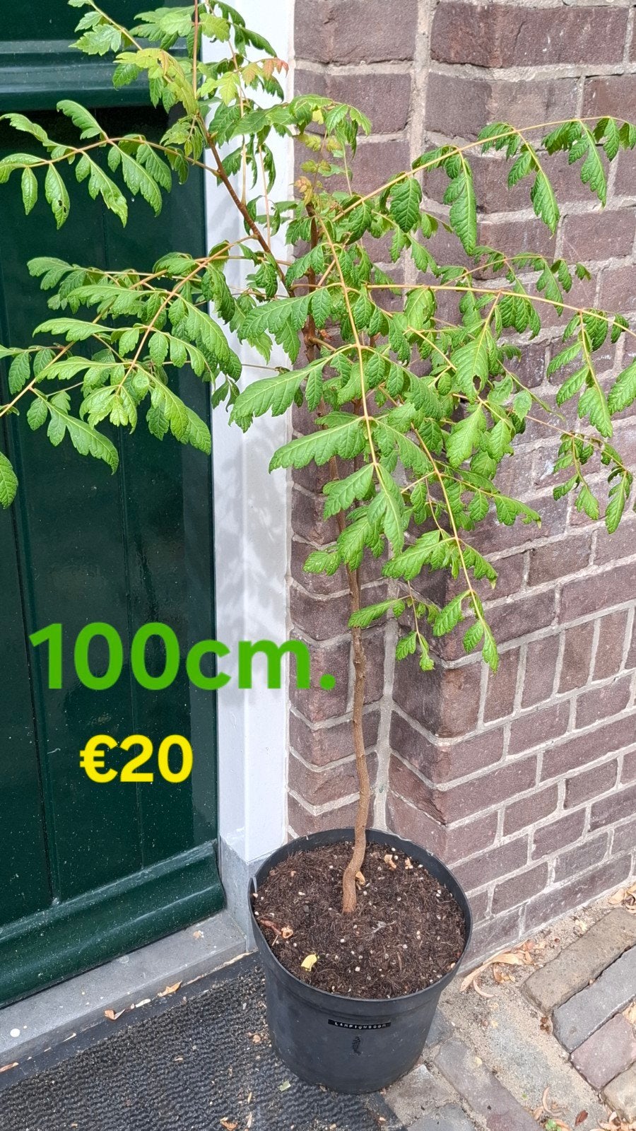 Lampionboom, Gele Zeepboom, Koelreuteria Paniculata, Tuin en Terras, Planten | Bomen, Ophalen, Volle zon, Overige soorten