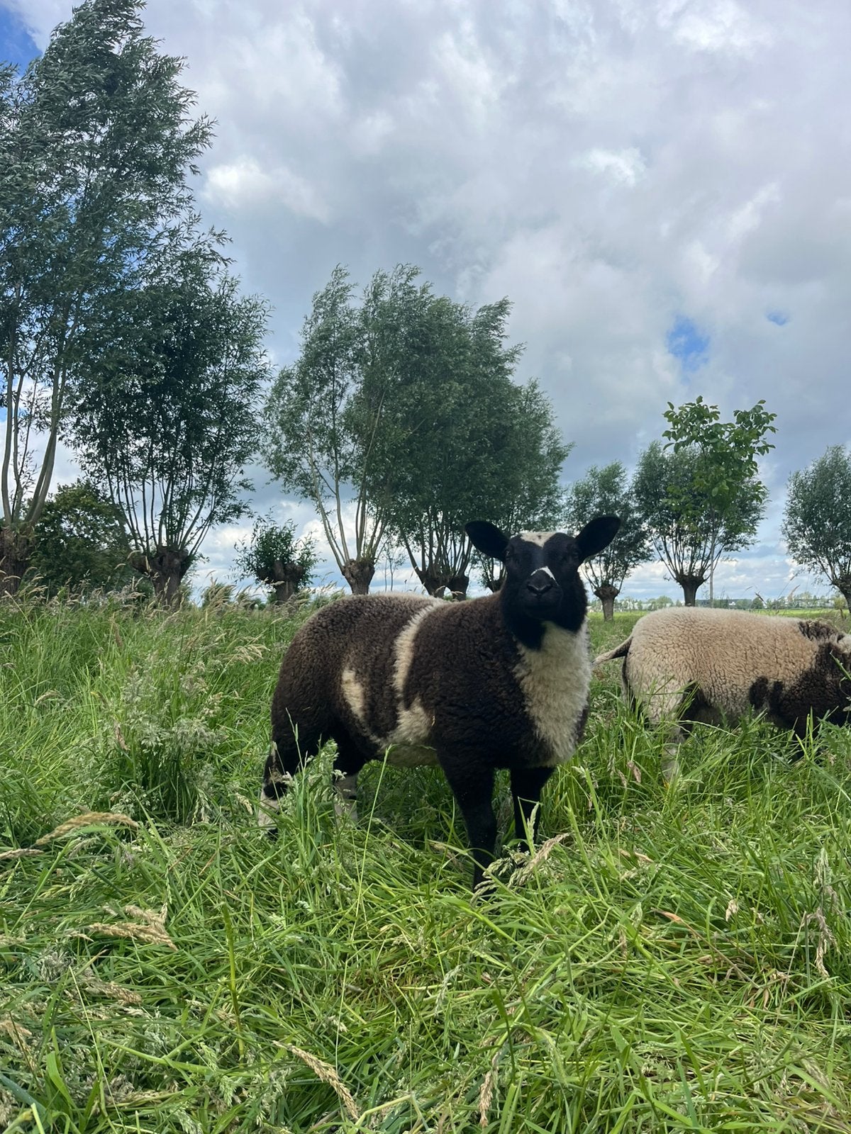 Mooie bonte dek ram te koop, Dieren en Toebehoren, Schapen, Geiten en Varkens, Mannelijk, Schaap