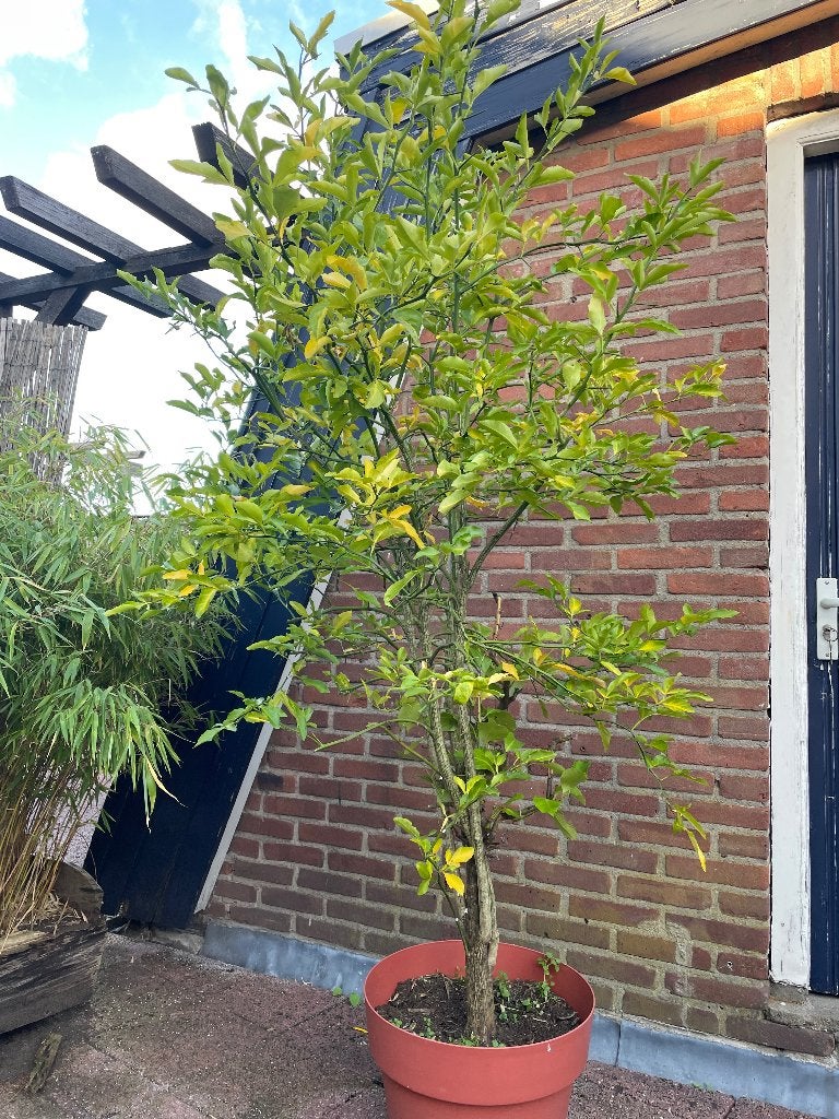 Citroenboom, Volle zon, Vaste plant, Zomer, Ophalen