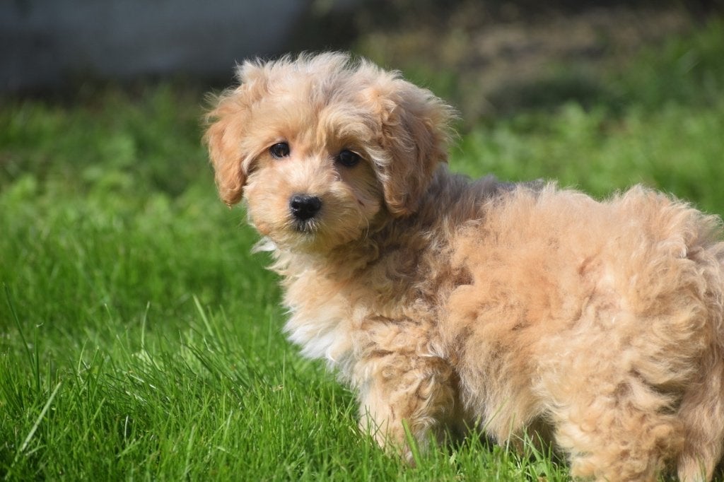 Maltipoo pup mooie keuze, Dieren en Toebehoren, 15 weken tot 1 jaar, Buitenland, Meerdere, Meerdere dieren