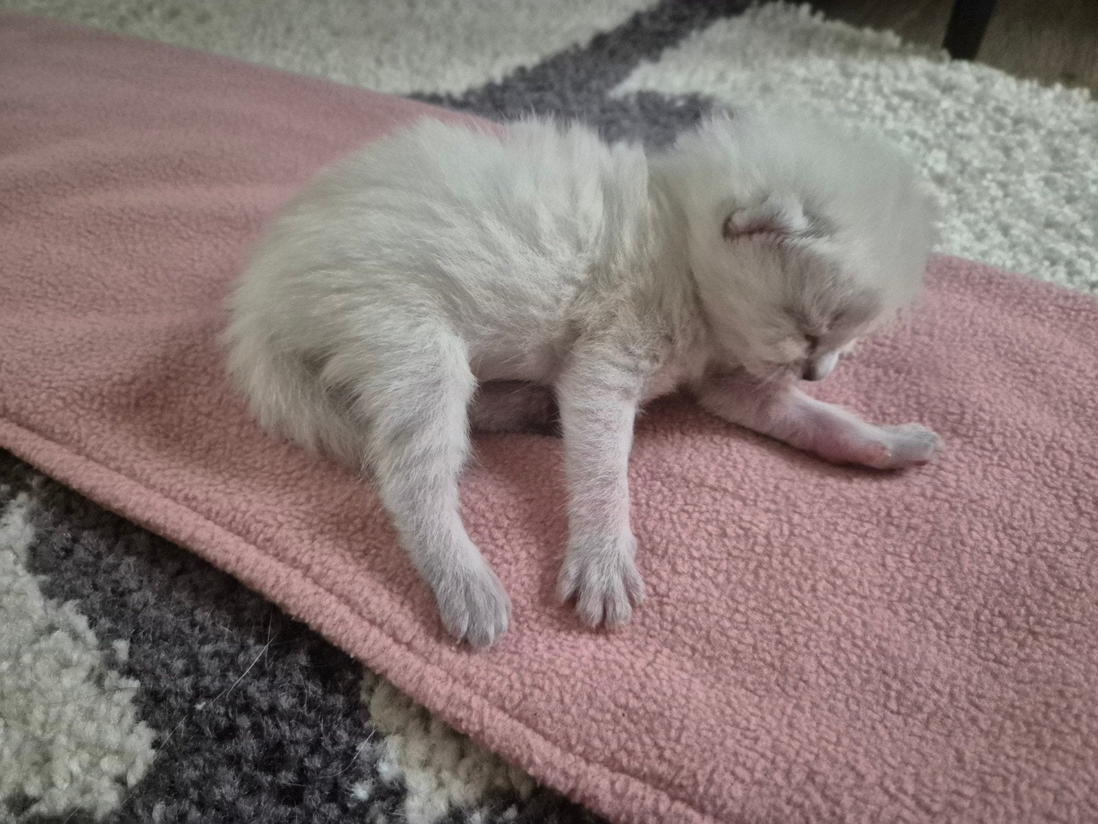 Siamese kitten, Meerdere dieren