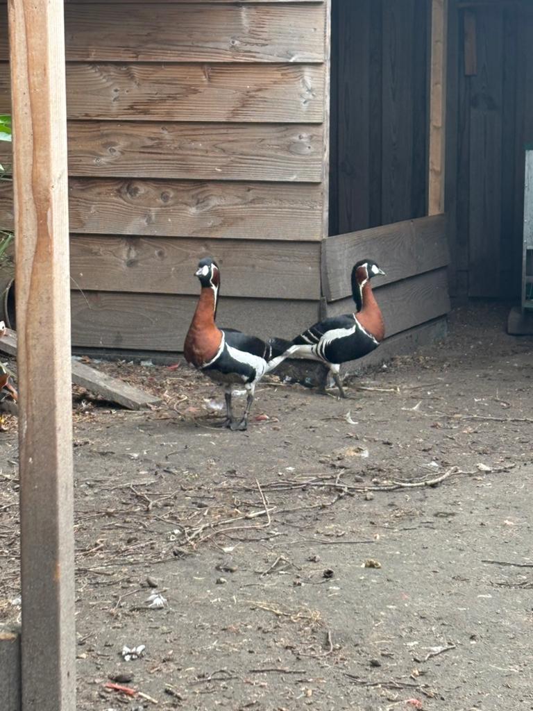 Te koop koppel roodhalsganzen, Dieren en Toebehoren, Pluimvee, Meerdere dieren, Eend