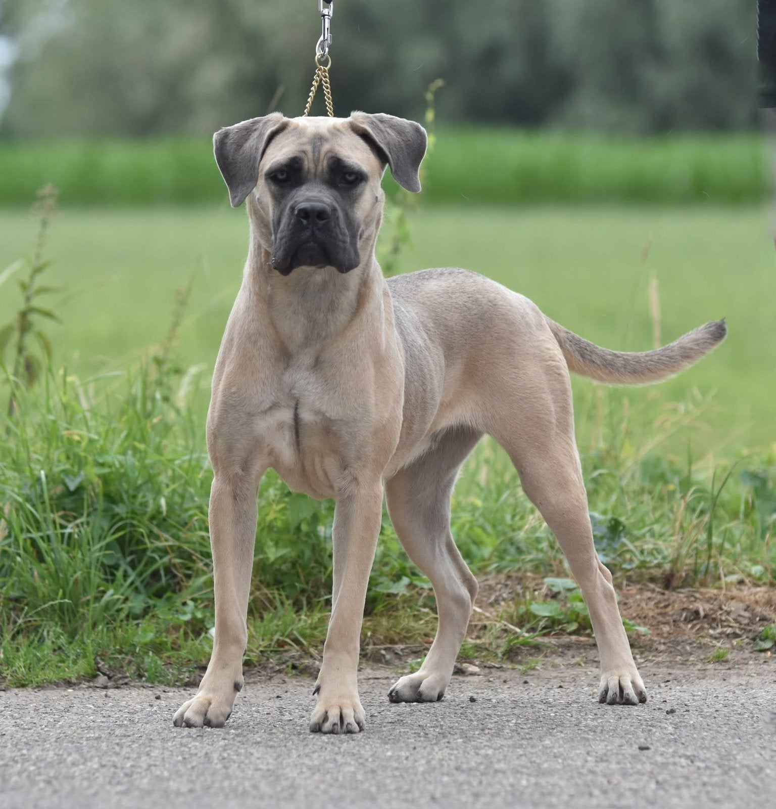 Cane corso teefje beschikbaar, Nederland, Overige rassen, CDV (hondenziekte), 1 tot 2 jaar