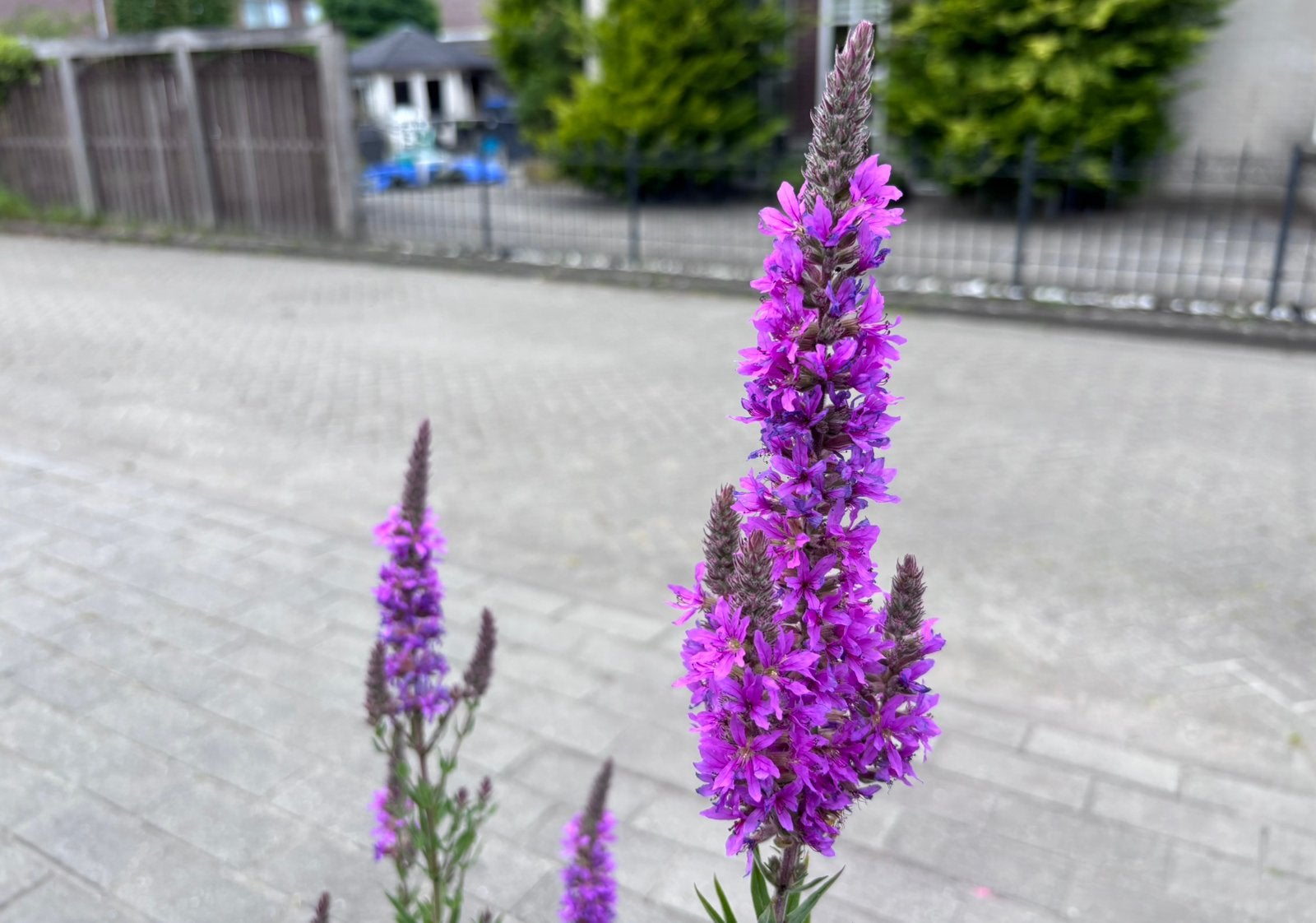 Grote Kattenstaart / Lythrum salicaria, vaste plant, Volle zon, Vaste plant, Zomer, Ophalen