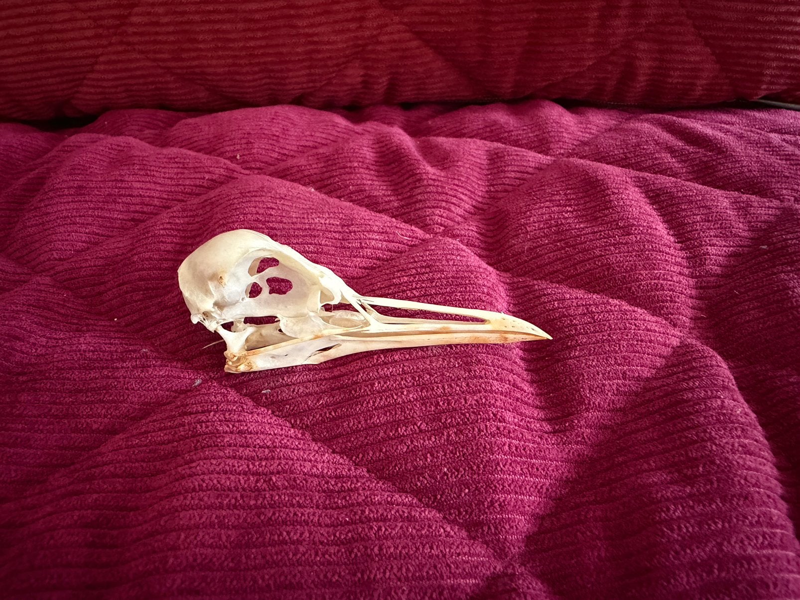 Schedel Zwarte Zeekoet, Verzamelen, Ophalen of Verzenden, Zo goed als nieuw, Vogel, Schedel