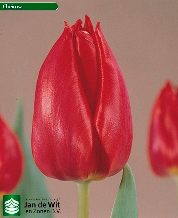 Tulpenbollen, Ophalen, Najaar, Volle zon, Bloembol