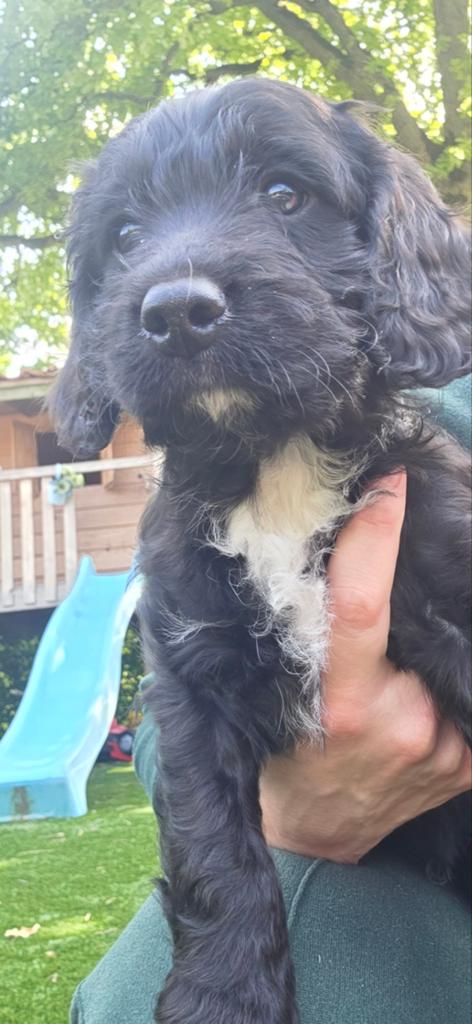 Sproodle pups mogen 't nestje verlaten, Parvo, Overige rassen, 8 tot 15 weken, Meerdere