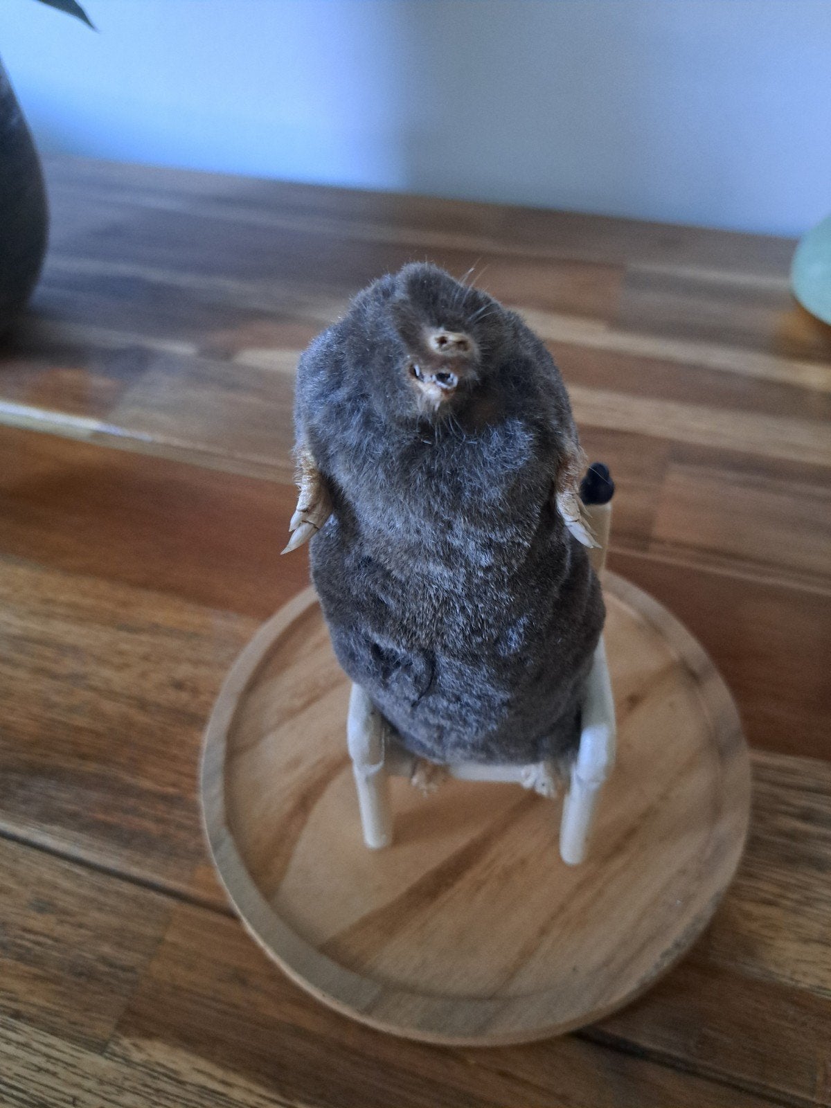 opgezette mol, Verzenden, Overige soorten, Opgezet dier